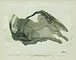 Fossils 6